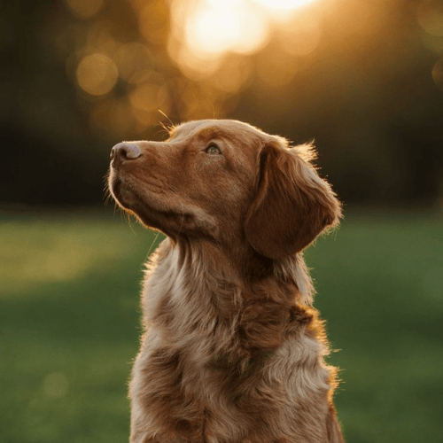 Accessoires utiles pour les chiens et chats ? Le guide Pawryx